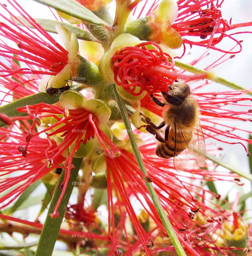 A beleza e o perfume  da flor atrai a abelha para recolher o néctar.