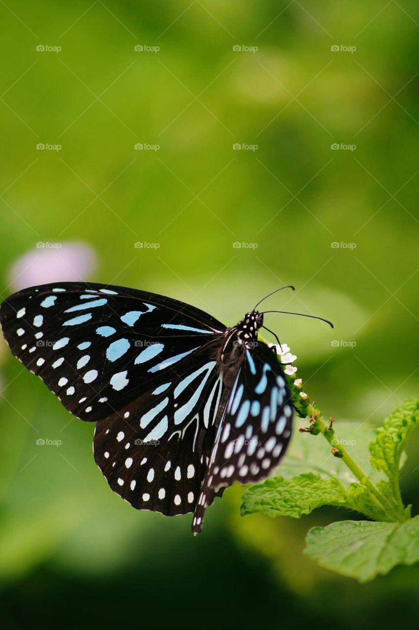 Beautiful and colourful butterfly