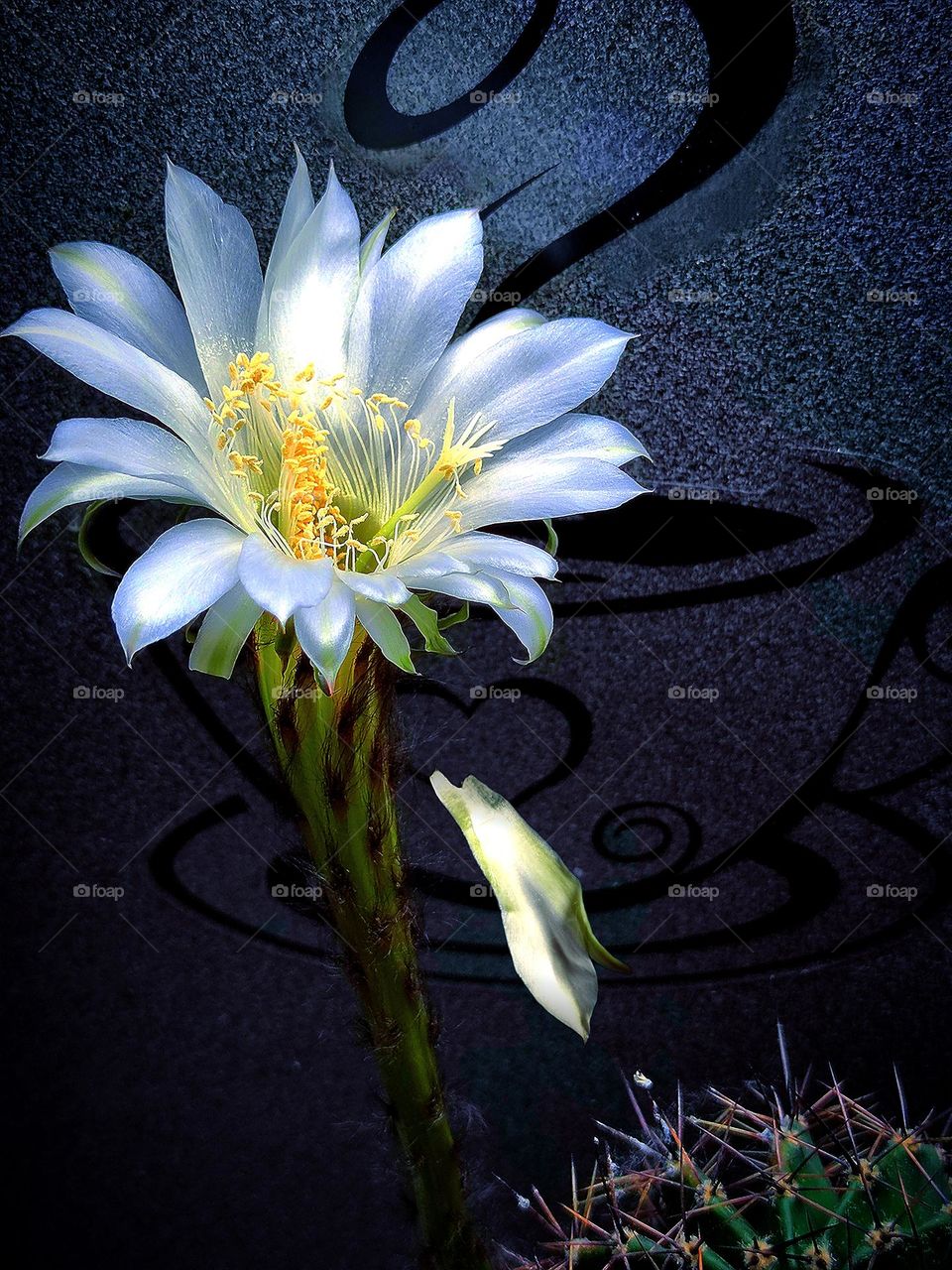 White flower of the cactus Echinopsis on a gray background with a transparent sticker of a cup of coffee.  One white flower petal falls