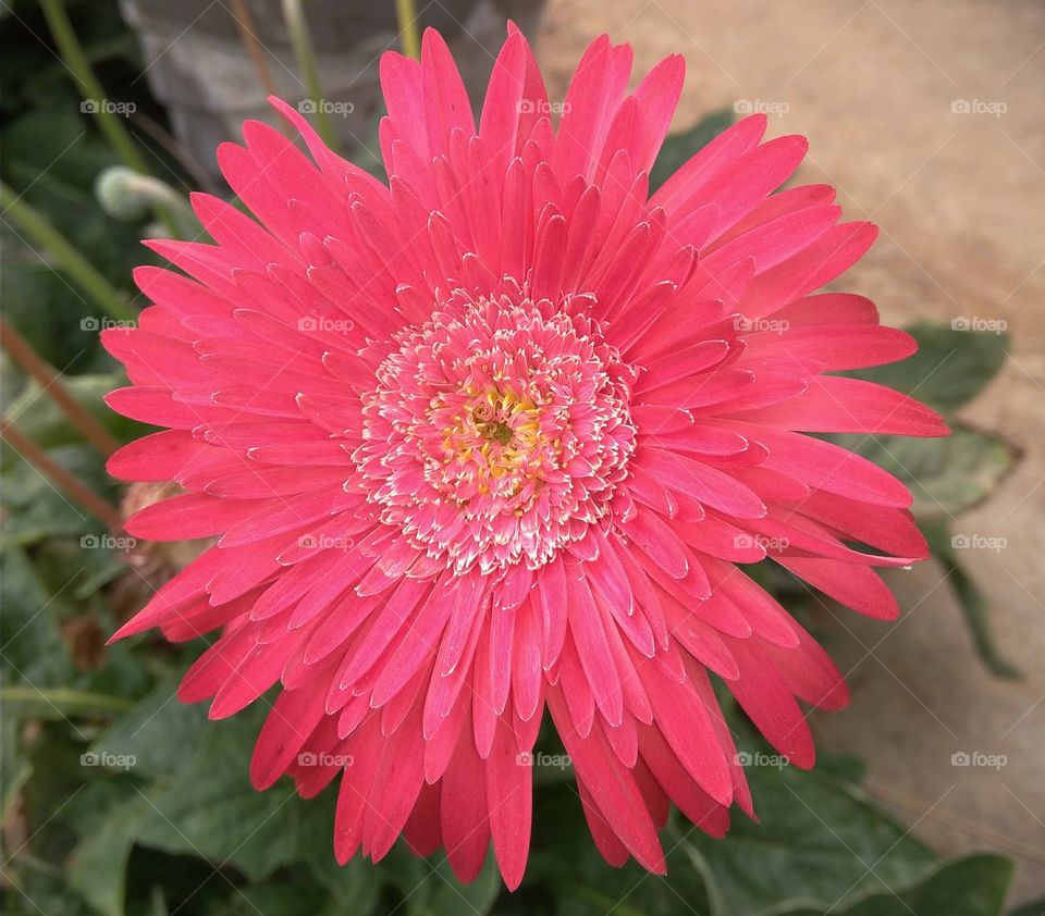 Beautiful Flower
