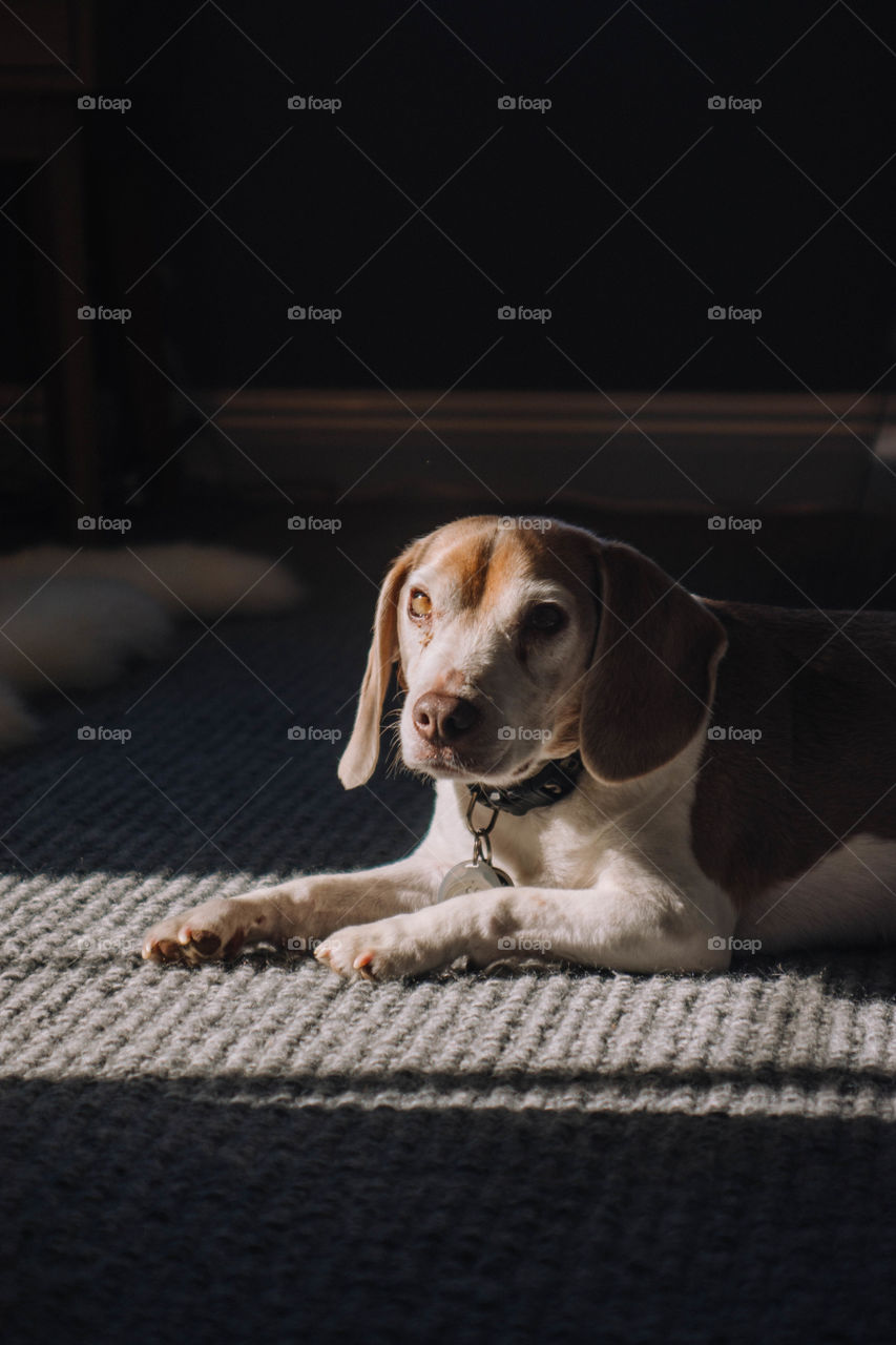 Dramatic lighting dog beagle