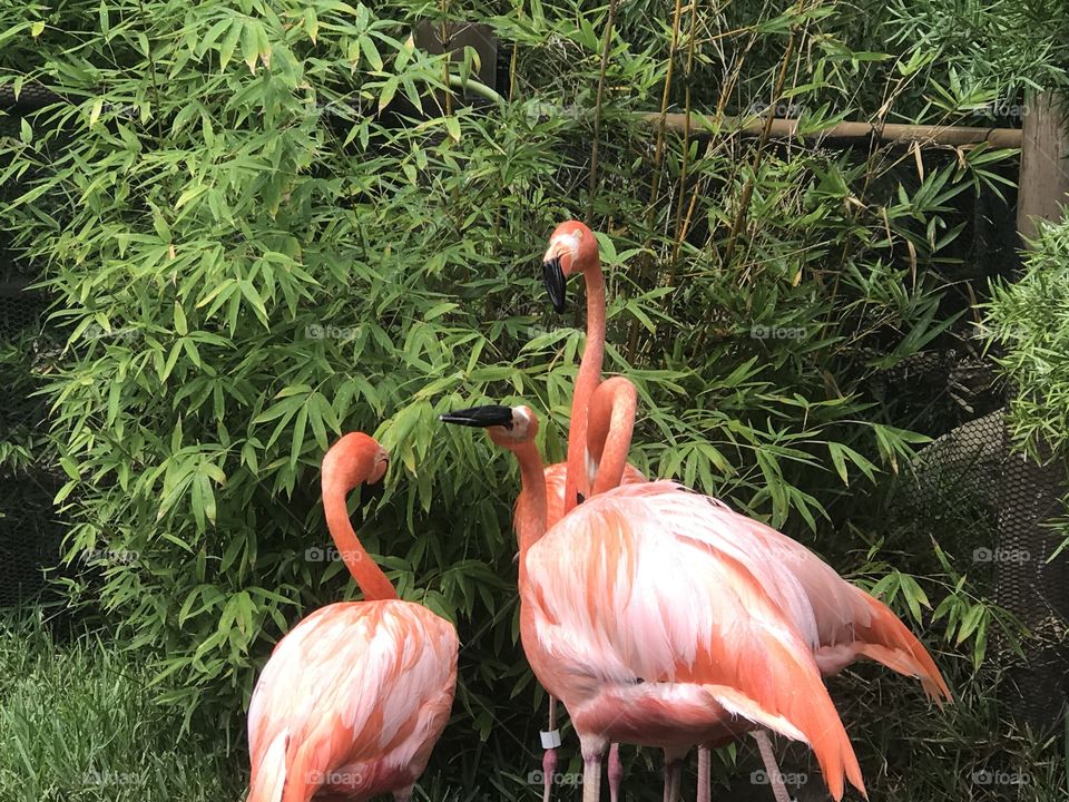 Flamingos by Val 