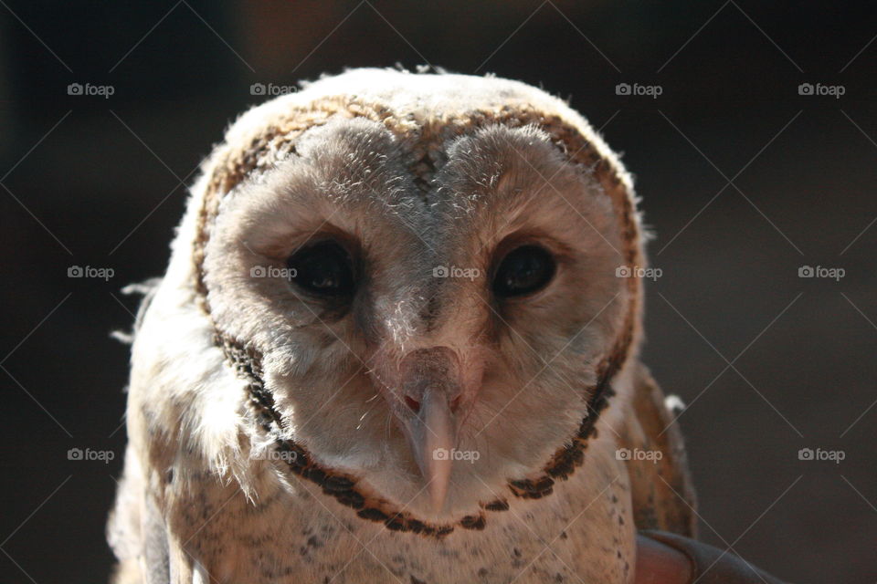 Indian barn owl
rare pic