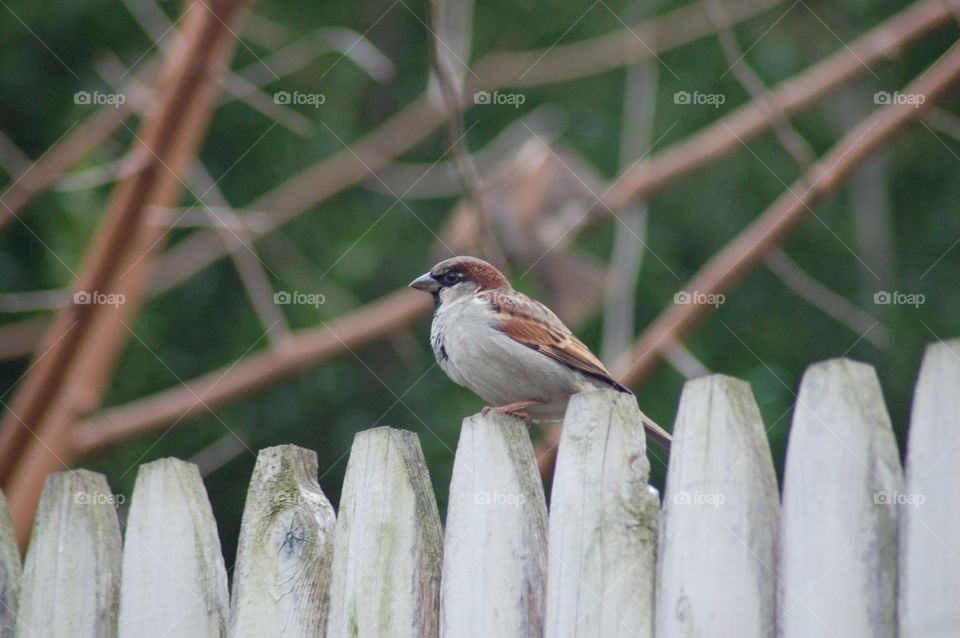 Sparrow on the fence. Sparrow perched on white picket fence
