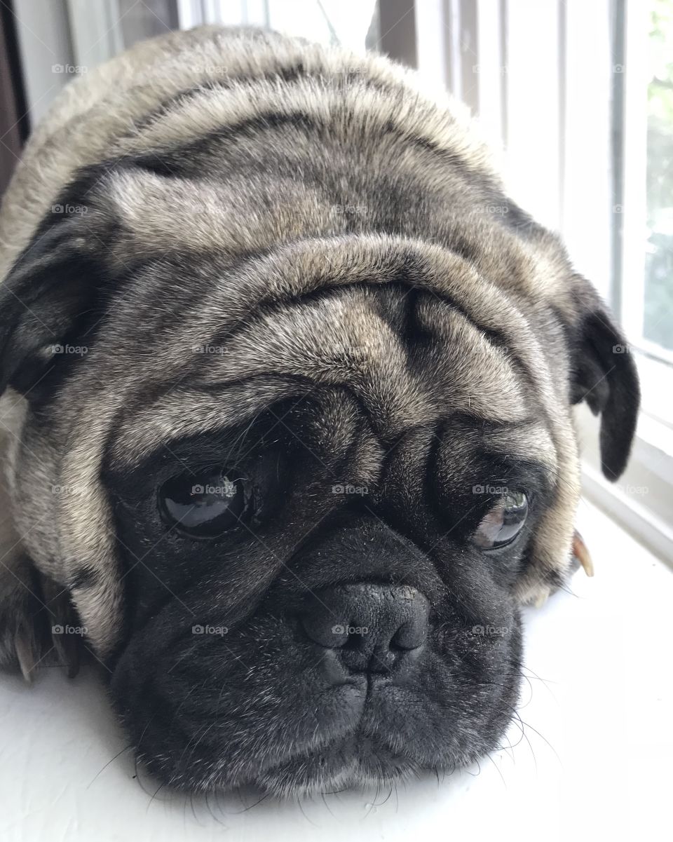 My pug looking out the window on the windowsill—taken in Dyer, Indiana 