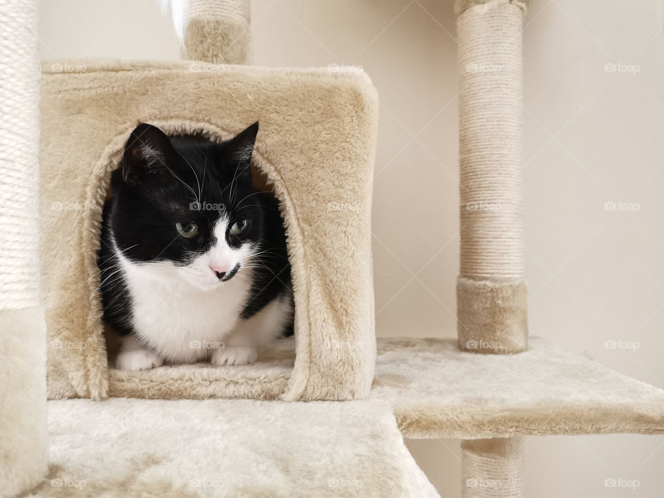 Cat sitting on the activity center or the tower or the tree.