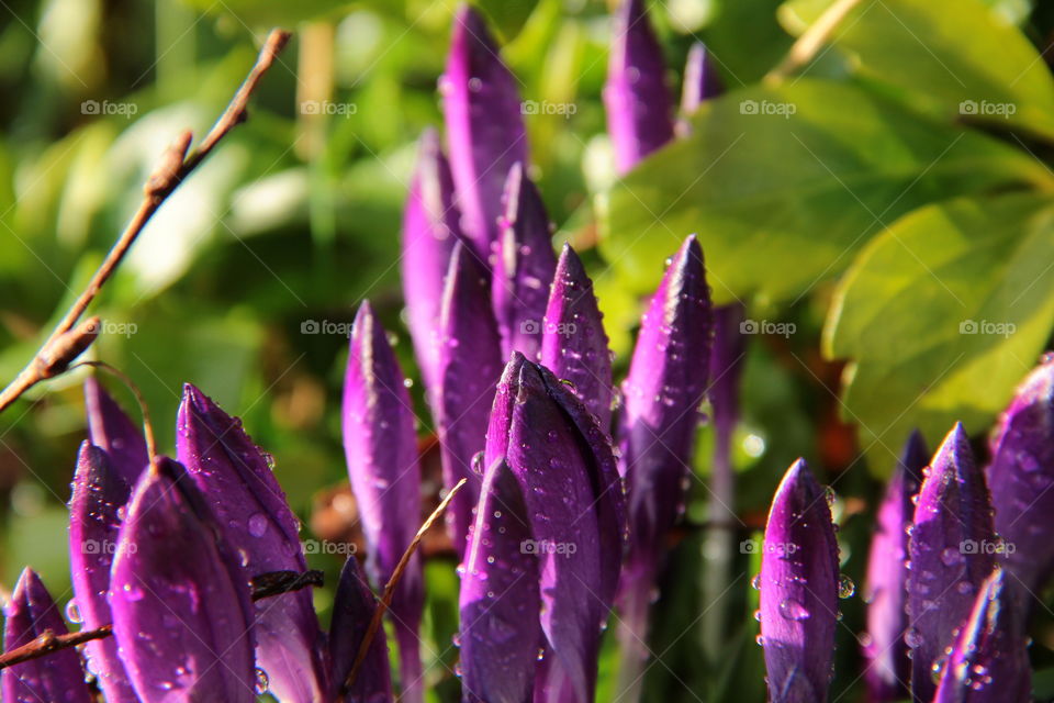 Crocus after rain