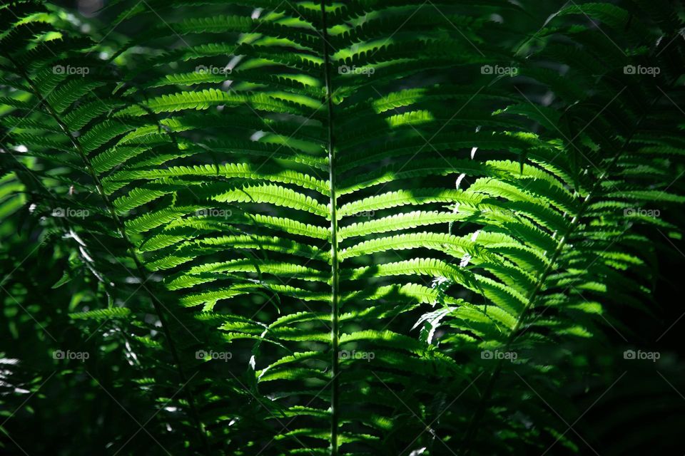 Green feen leaves abstract background