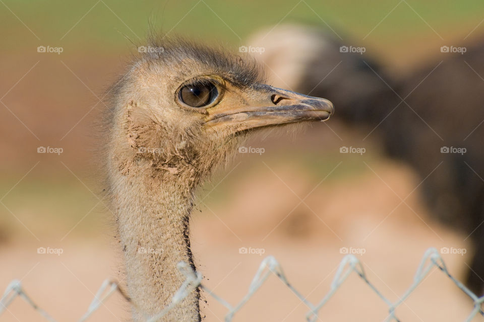 An ostrich head profile close-up