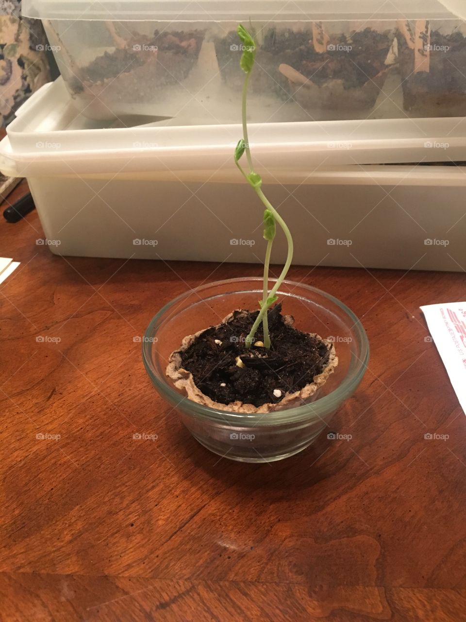 Garden sprout 