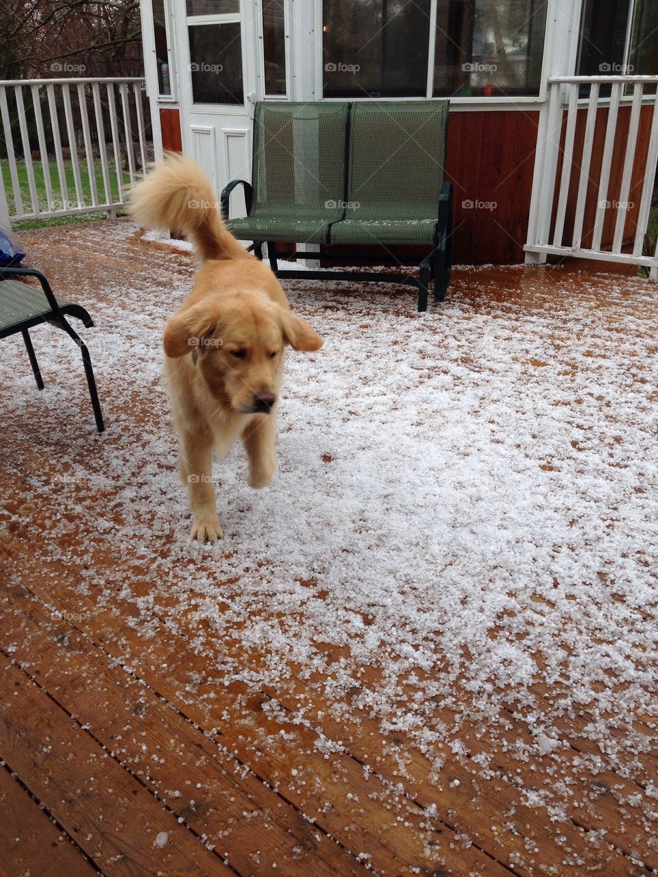 Dog in hail