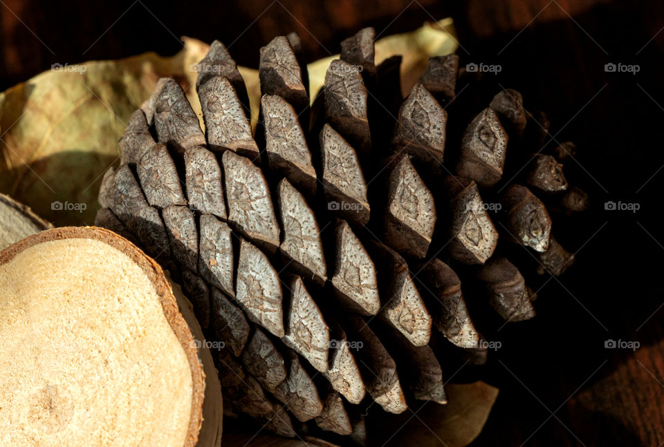 Texture of pinecone