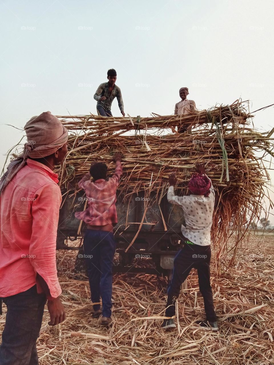 workers loading sugarcane into the trolley.