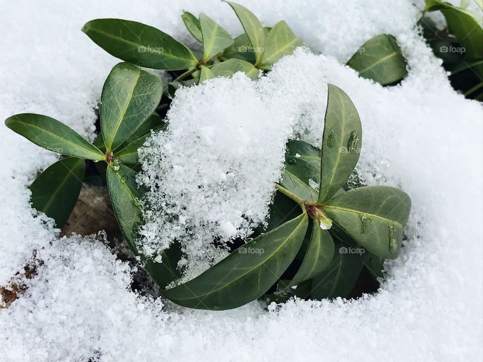 Winter white snow on green plants - White x Green Mission