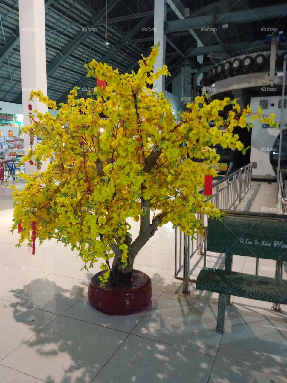 Hoa Mai (Mỗi năm nở một lần vào dip tết cổ truyền Việt Nam).