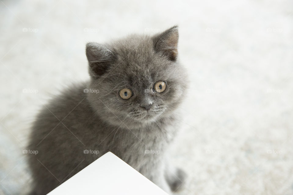 Little grey kitten 