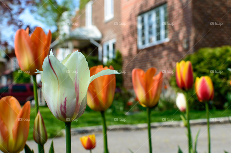 Closeup of beautiful tulips in spring garden at home outside brick house 