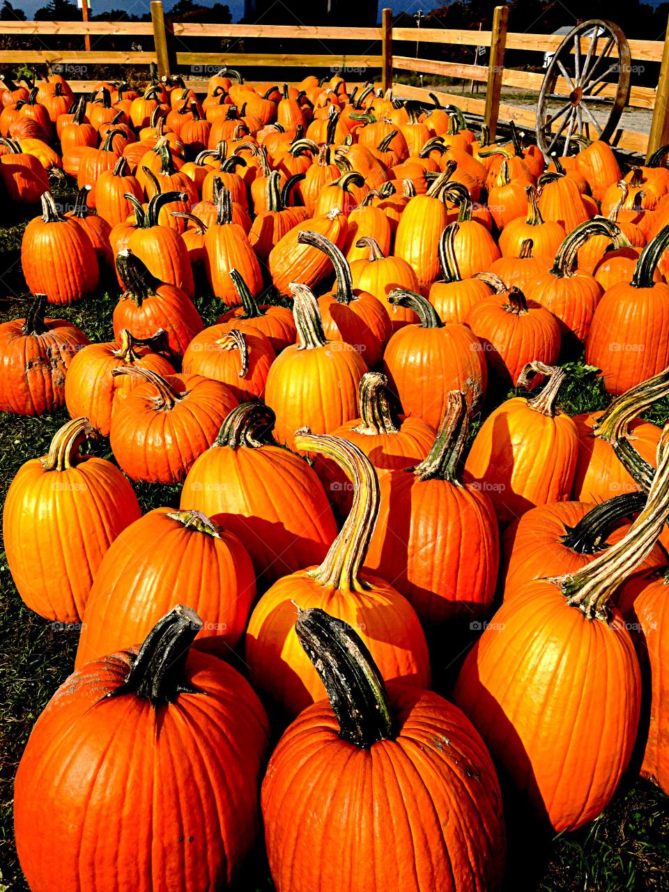 Abundance of pumpkin