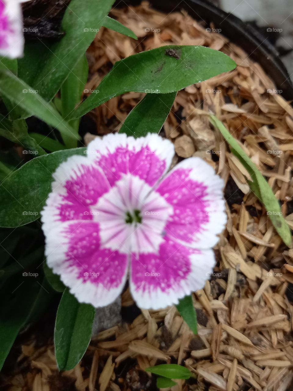 beautiful pink flower