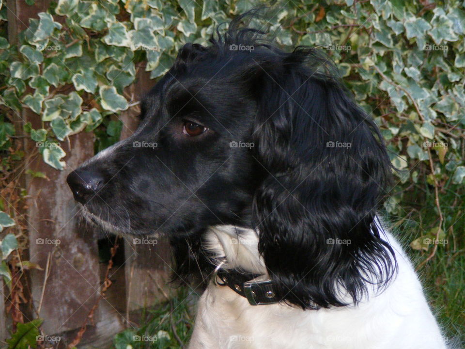 Bonnie the Springer Spaniel