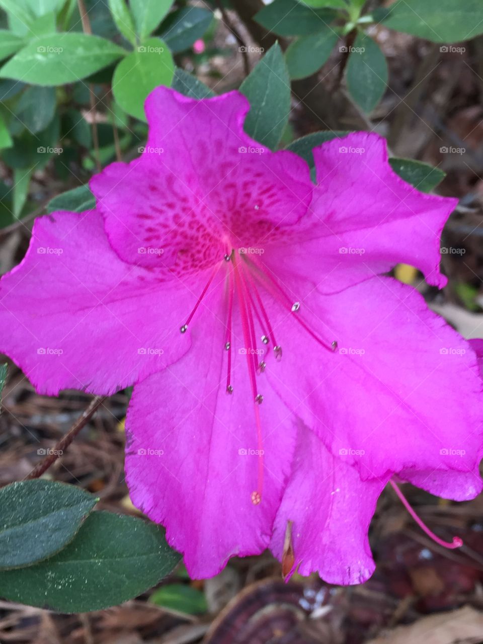 Azalea