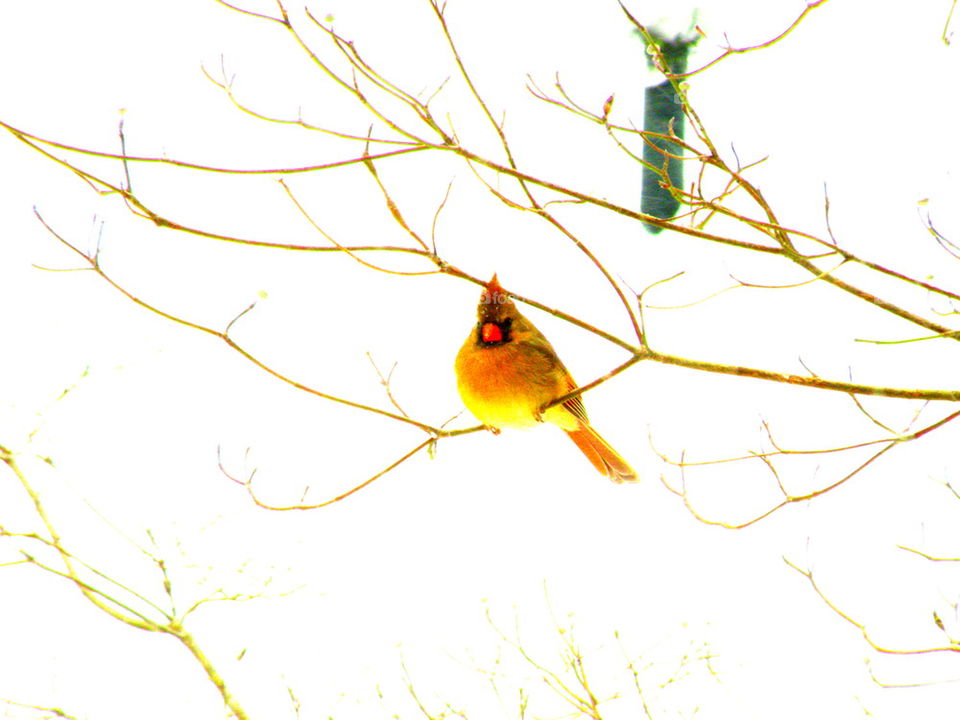 Cardinal in Tree