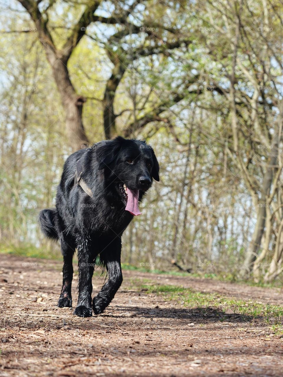 Walk around in the forest