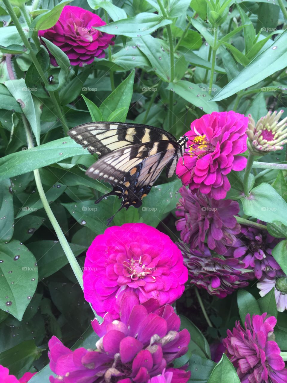 Butterfly and zinnias 