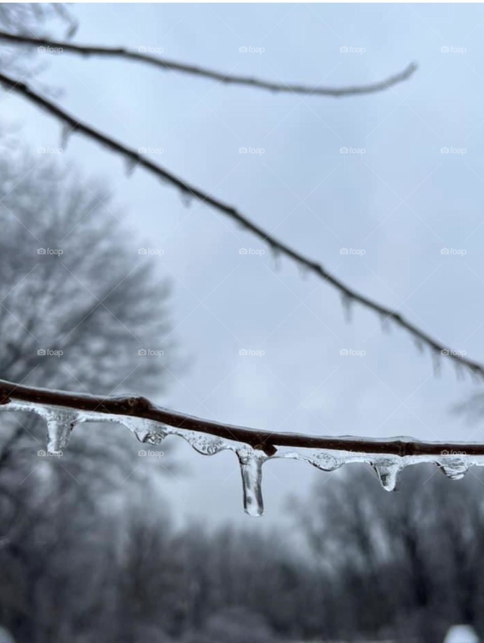 Ice covered branches
