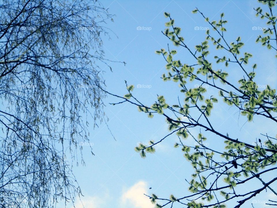 Tree, Branch, Nature, Leaf, Sky