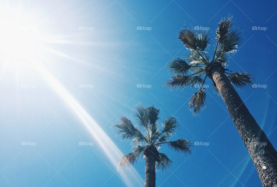 Palm trees