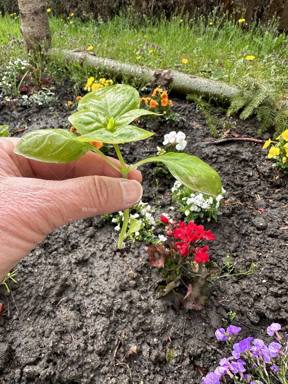 Planting in the garden 