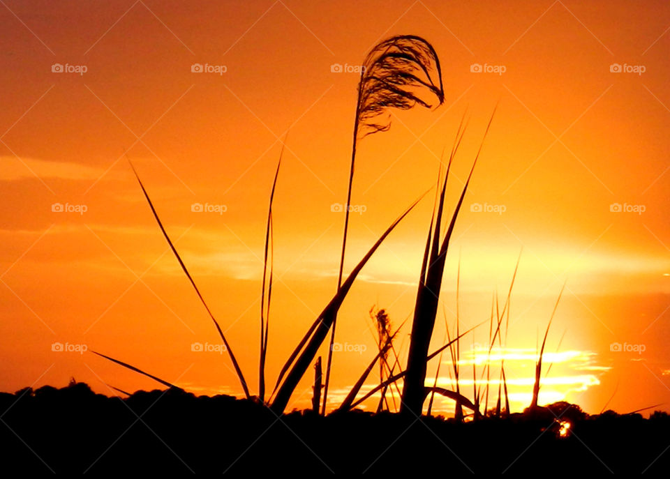 Amazing Silhouettes! Like the meeting of two worlds - the known and the unknown. The sun is like a great big romantic, inspirational fire in the sky. Brilliant streaks of yellow, orange, gold, blue, pink and red overcome the blue and purple of the sky. The sky resembled a prism; all the colors blended perfectly together. It's as if the colors and intensity of the light is just right! My work is done for today. I'm not sure what tomorrow will bring, but I'll be prepared for it!