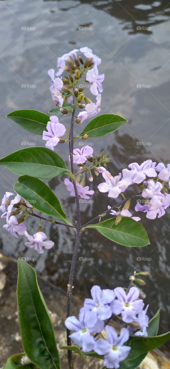Duranta erecta is a kind of ornamental shrub that people usually plant as a living or garden component