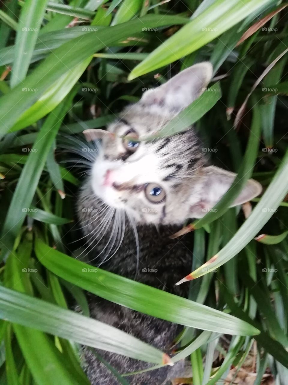 Kitty in the bush
