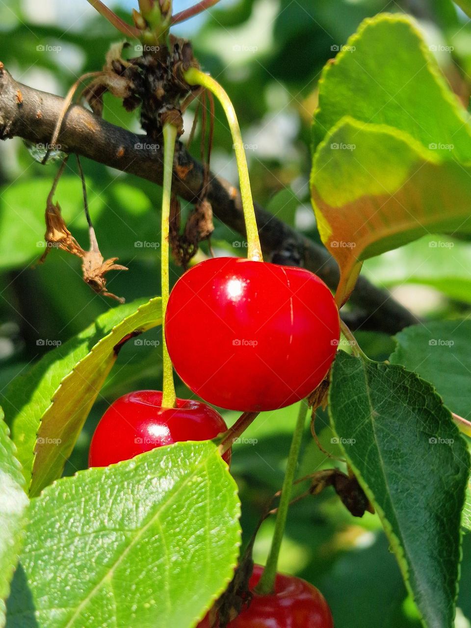 cherries