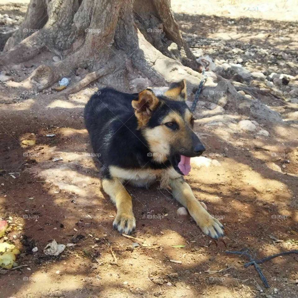 Beautiful dog looking at camera