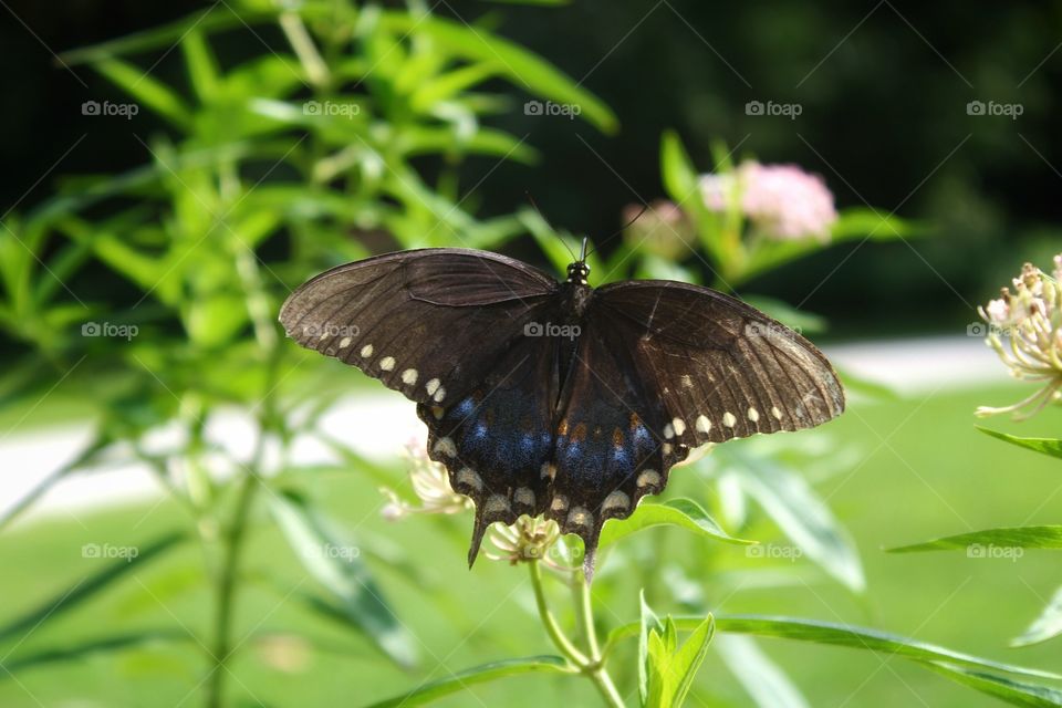 Blowing Springs Butterfly