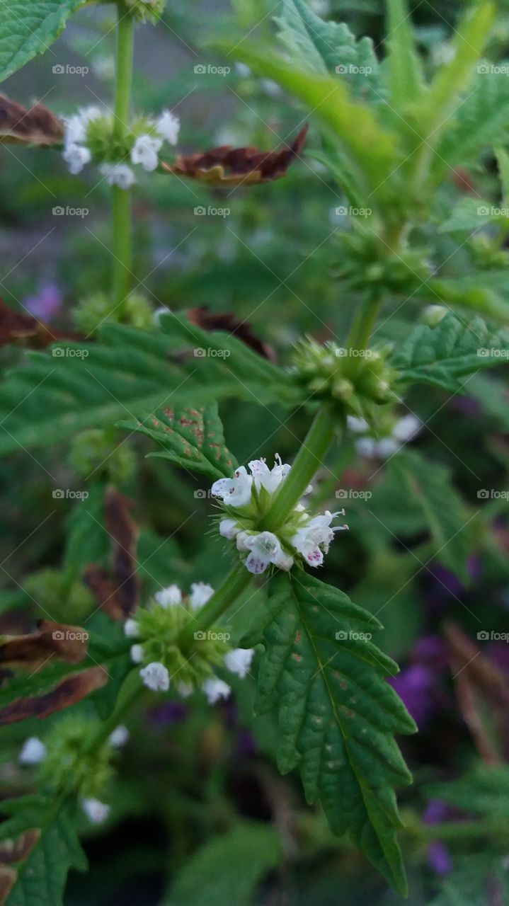 wild flowers by the lake