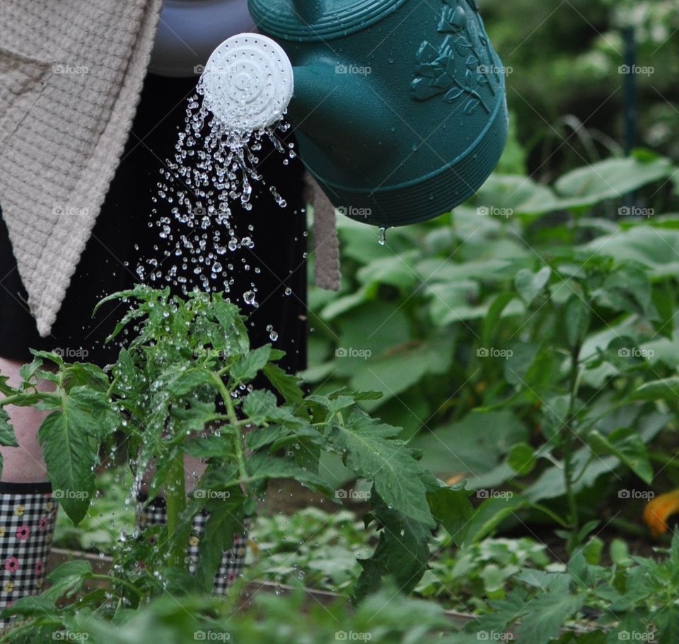 Watering the garden