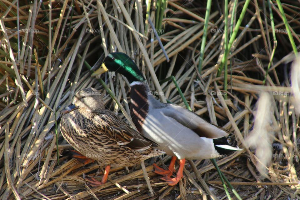 Pair of Mallard Ducks in Reeds