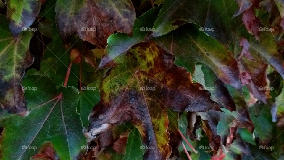 late fall leaves