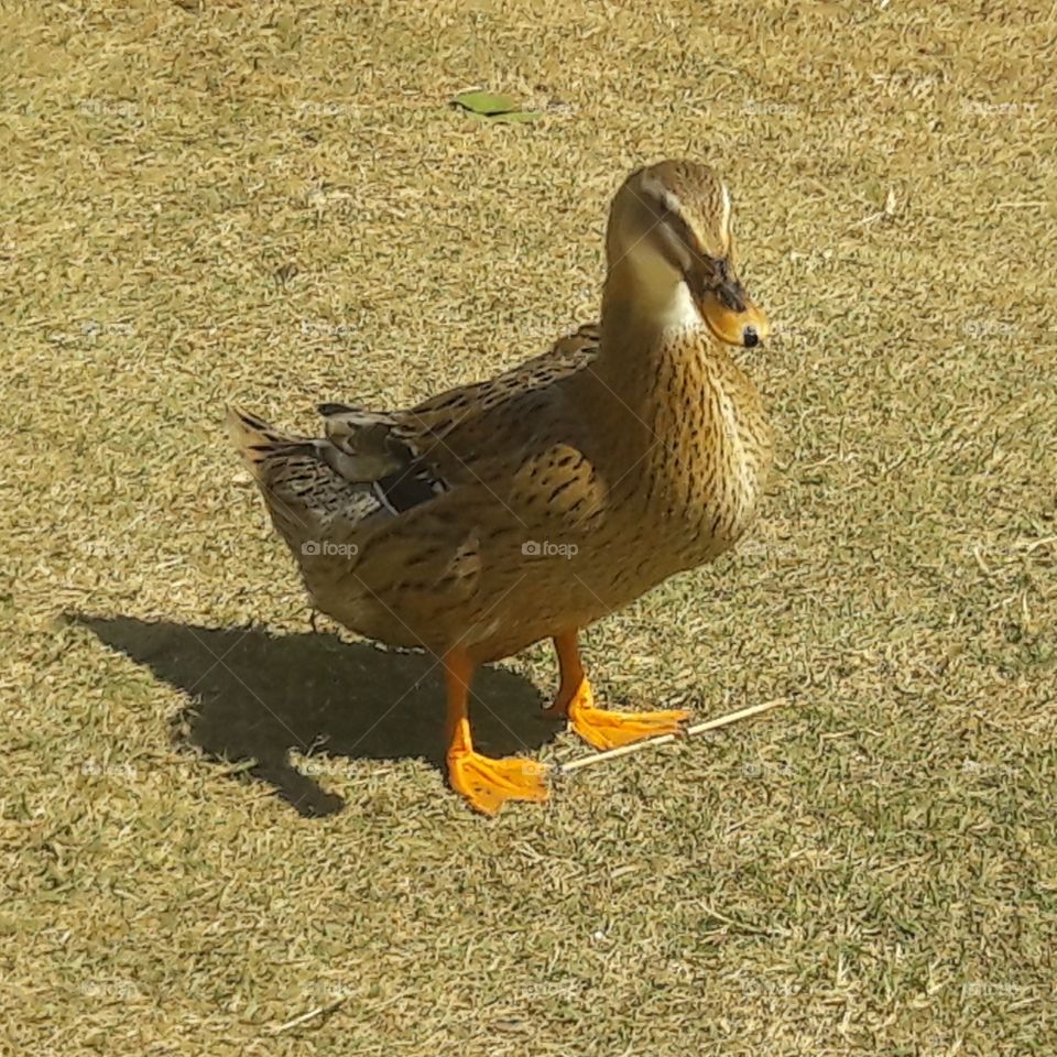 Pato - Duck
