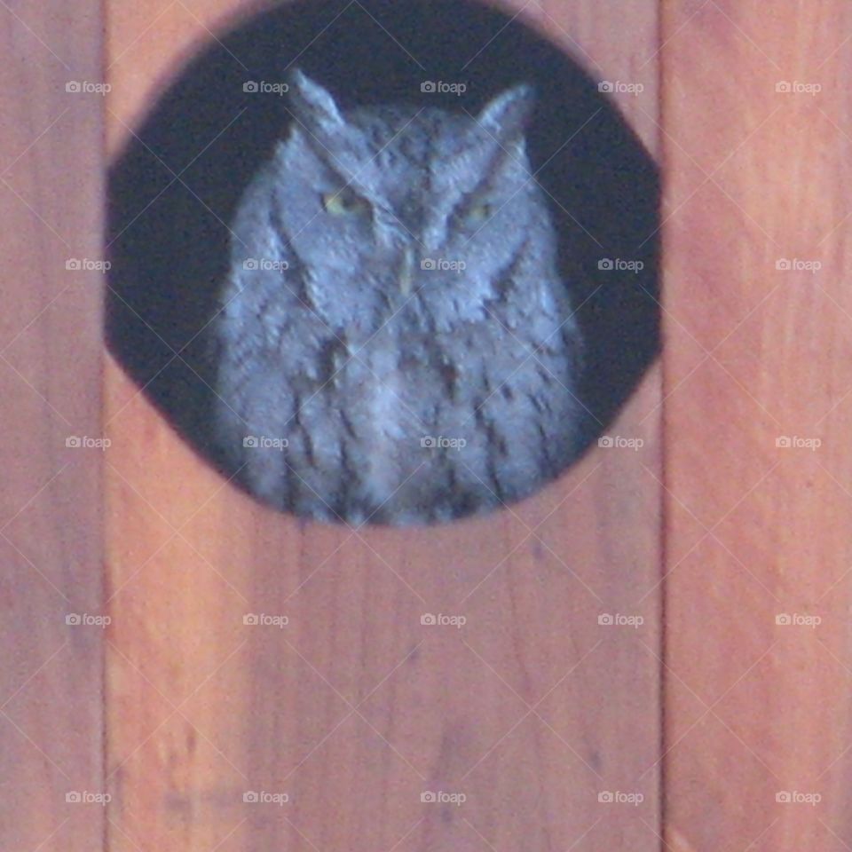 owl be seeing you. owl in an owl house on our property