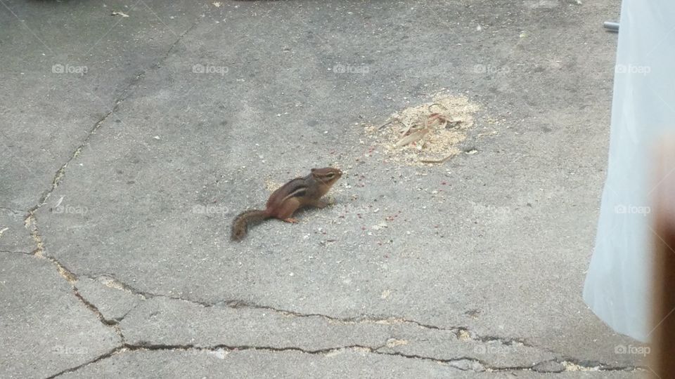 chipmunk