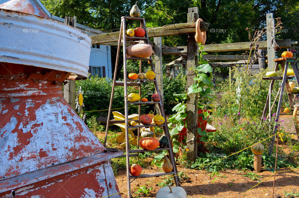 Squash display at a local pumpkin patch in the fall