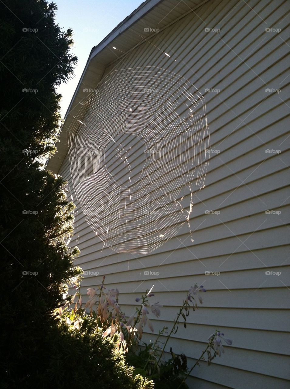 Sun lit Spider web 