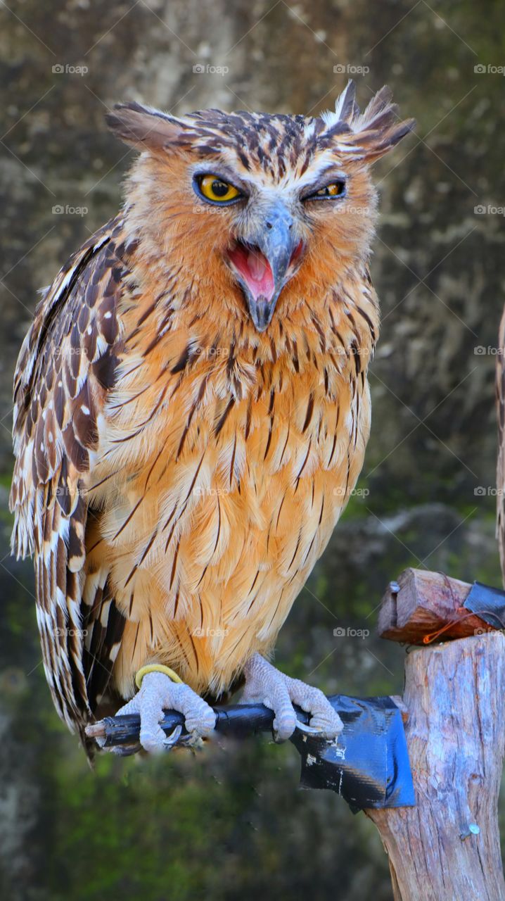 The Owl, one of the native birds of Java island of Indonesia