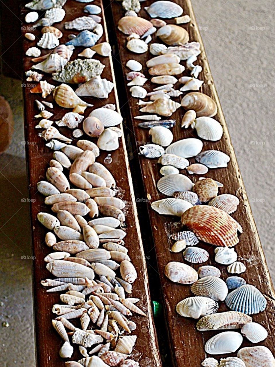 Collecting seashells 