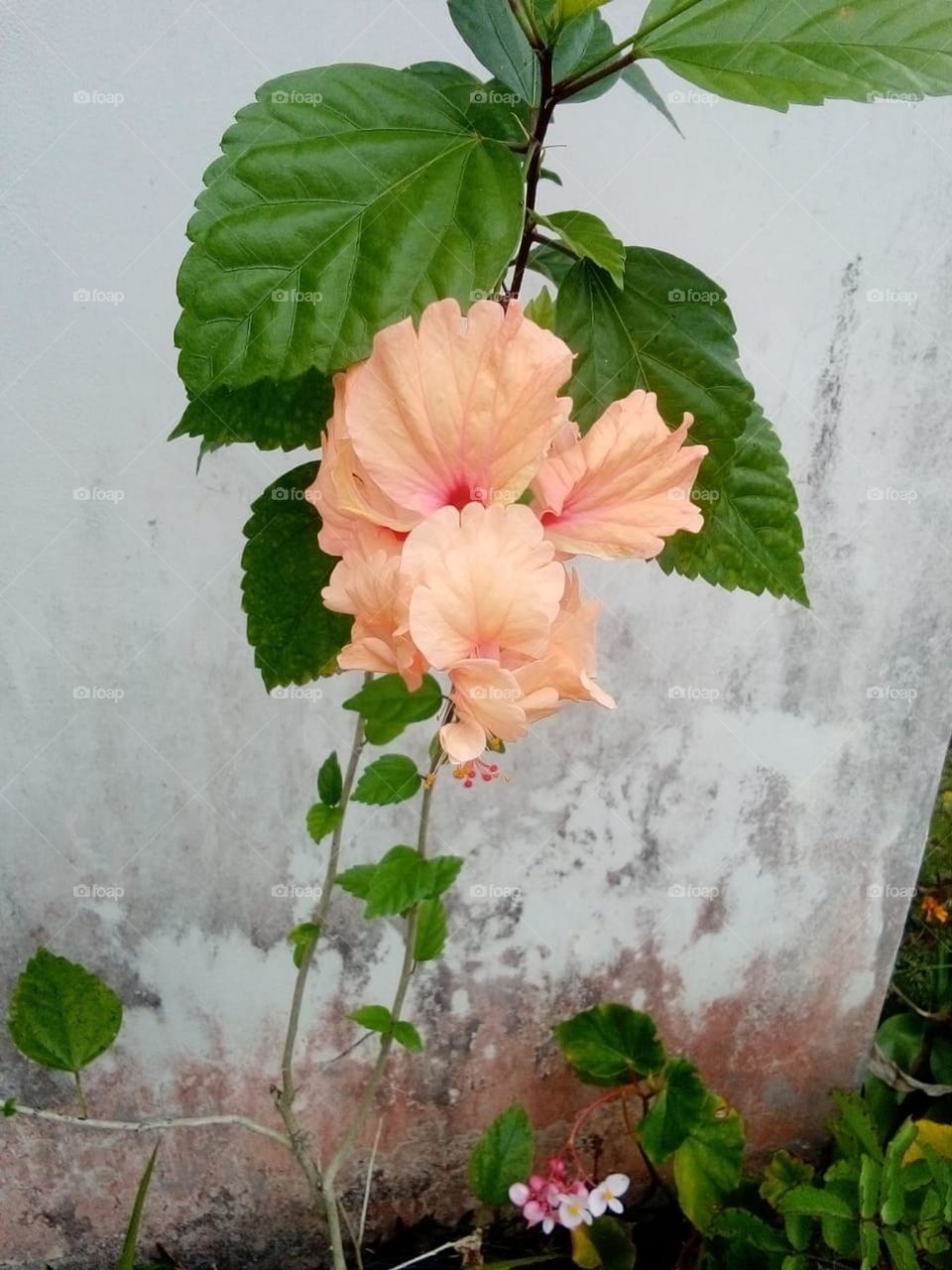 beautiful peach hibiscus